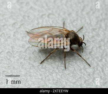 Mouches noires (Simuliidae) Insecta Banque D'Images