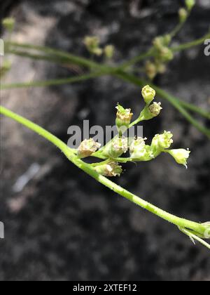 Alumroots (Heuchera) Plantae Banque D'Images