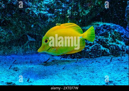 Poisson tang jaune dans l'eau bleu profond. Image de poisson jaune Tang dans l'aquarium Banque D'Images