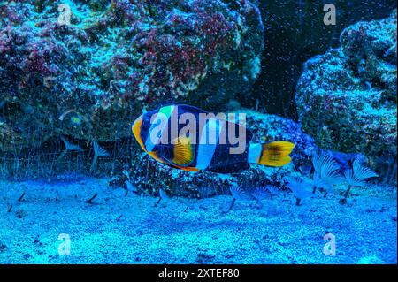 Un mignon poisson-clowtail anémonefish de Clark nageant dans un aquarium marin. Amphiprion clarkii est un poisson marin de la famille des Pomacentridae Banque D'Images