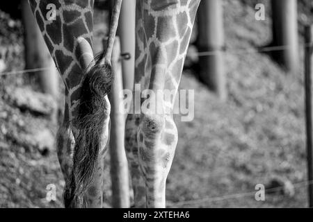 Véritable photographie de pattes de girafe. Longues jambes minces maigres de différentes formes et tailles avec des genoux tapissés recouverts d'une peau à motifs marron et blanc Banque D'Images