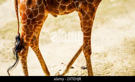 Véritable photographie de pattes de girafe. Longues jambes minces maigres de différentes formes et tailles avec des genoux tapissés recouverts d'une peau à motifs marron et blanc Banque D'Images