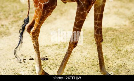 Véritable photographie de pattes de girafe. Longues jambes minces maigres de différentes formes et tailles avec des genoux tapissés recouverts d'une peau à motifs marron et blanc Banque D'Images