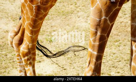 Véritable photographie de pattes de girafe. Longues jambes minces maigres de différentes formes et tailles avec des genoux tapissés recouverts d'une peau à motifs marron et blanc Banque D'Images