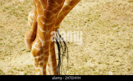 Véritable photographie de pattes de girafe. Longues jambes minces maigres de différentes formes et tailles avec des genoux tapissés recouverts d'une peau à motifs marron et blanc Banque D'Images