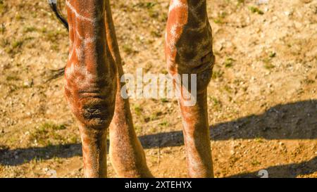 Véritable photographie de pattes de girafe. Longues jambes minces maigres de différentes formes et tailles avec des genoux tapissés recouverts d'une peau à motifs marron et blanc Banque D'Images