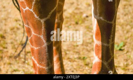 Véritable photographie de pattes de girafe. Longues jambes minces maigres de différentes formes et tailles avec des genoux tapissés recouverts d'une peau à motifs marron et blanc Banque D'Images