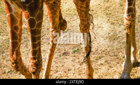 Véritable photographie de pattes de girafe. Longues jambes minces maigres de différentes formes et tailles avec des genoux tapissés recouverts d'une peau à motifs marron et blanc Banque D'Images