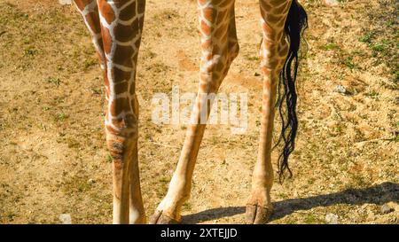 Véritable photographie de pattes de girafe. Longues jambes minces maigres de différentes formes et tailles avec des genoux tapissés recouverts d'une peau à motifs marron et blanc Banque D'Images