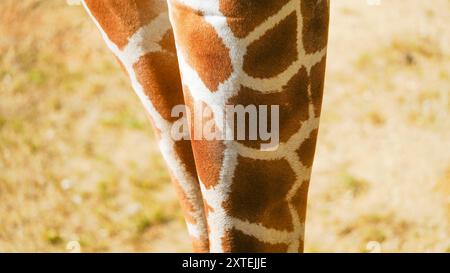 Véritable photographie de pattes de girafe. Longues jambes minces maigres de différentes formes et tailles avec des genoux tapissés recouverts d'une peau à motifs marron et blanc Banque D'Images