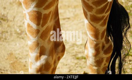 Véritable photographie de pattes de girafe. Longues jambes minces maigres de différentes formes et tailles avec des genoux tapissés recouverts d'une peau à motifs marron et blanc Banque D'Images