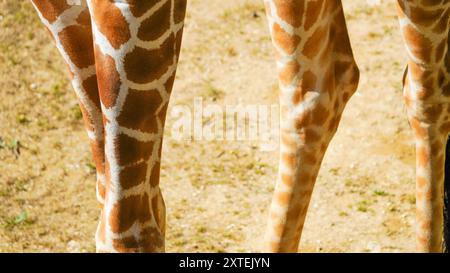 Véritable photographie de pattes de girafe. Longues jambes minces maigres de différentes formes et tailles avec des genoux tapissés recouverts d'une peau à motifs marron et blanc Banque D'Images