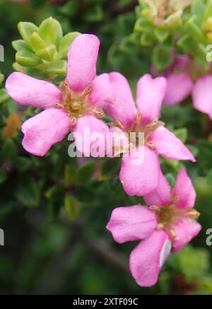 Porcelaine calcaire (Acmadenia heterophylla) Plantae Banque D'Images