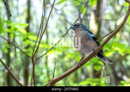 Gros plan d'un Chaffinch des îles Canaries (Fringilla coelebs canariensis) perché sur une branche à la Gomera, îles Canaries, Espagne au milieu d'une folie verte luxuriante Banque D'Images