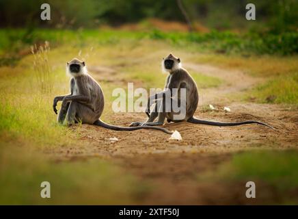 Langur gris touffeté Semnopithecus priam également connu gris Madras et Coromandel langur sacré, ancien monde principalement un singe mangeur de feuilles, trouvé dans le sud-est Banque D'Images