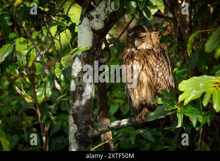 Ketupa bubo zeylonensis est un oiseau de Strigidae, originaire de Turquie jusqu'en Asie du Sud et du Sud-est, grand hibou assis dans l'arbre au Sri Lanka Banque D'Images