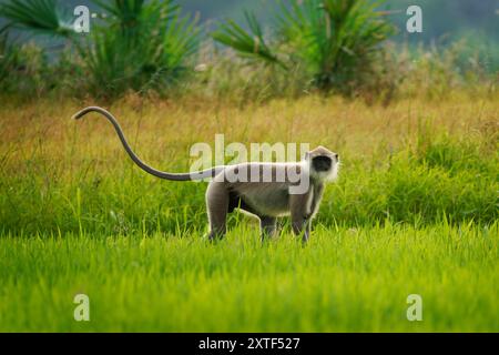 Langur gris touffeté Semnopithecus priam également connu gris Madras et Coromandel langur sacré, ancien monde principalement un singe mangeur de feuilles, trouvé dans le sud-est Banque D'Images