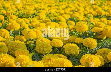 Fleur jaune florissante de soucis, fond. Fleur jaune de soucis dans le jardin, gros plan, fond. Soucis mexicains, Tagetes erecta, Banque D'Images