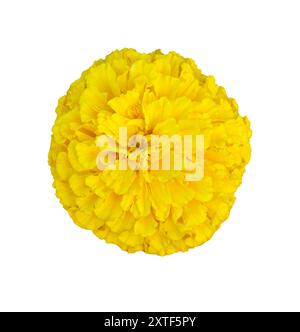Fleur jaune de Marigold, Tagetes erecta, souci mexicain, souci aztèque, souci africain isolé sur fond blanc, vue de dessus. Banque D'Images