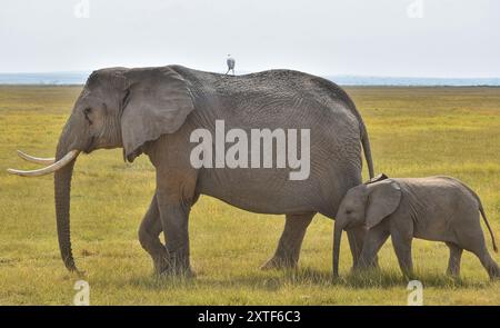 Deux éléphants marchant ensemble dans le Serengeti, Tanzanie. Banque D'Images