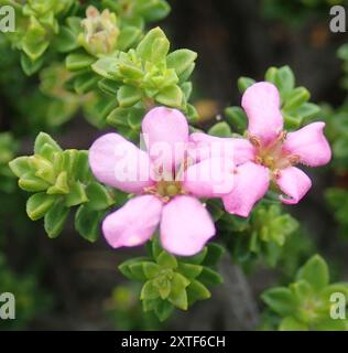 Porcelaine calcaire (Acmadenia heterophylla) Plantae Banque D'Images