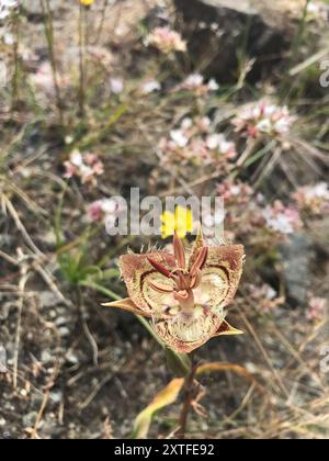 Lis de Tiburon mariposa (Calochortus tiburonensis) Plantae Banque D'Images