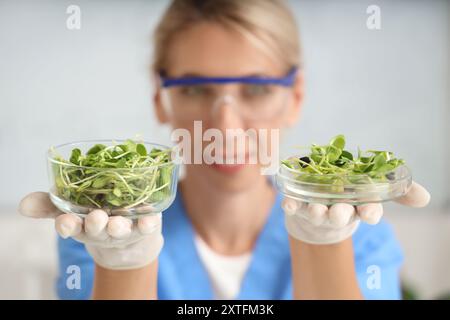 Femme scientifique heureuse avec de la verrerie de germes de tournesol en laboratoire, gros plan Banque D'Images