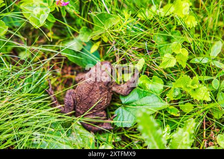 Vue rapprochée du crapaud gris assis sur le sol dans l'herbe verte. Banque D'Images