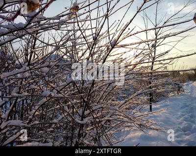 La neige couvre les buissons dans les fourrés lorsque le soleil se lève, projetant une lueur chaude dans la lumière du petit matin. Banque D'Images
