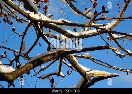 La neige recouvre les branches des arbres, contrastant magnifiquement avec le ciel bleu éclatant typique des jours d'hiver. Banque D'Images