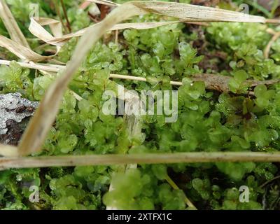 Rhizomnium Moss (Rhizomnium magnifolium) Plantae Banque D'Images