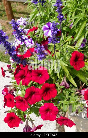 Fleurs de pétunia rouges et violettes poussant avec de la salvia bleue dans un pot de jardin Banque D'Images