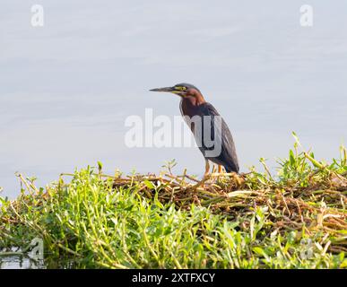 Héron tricolore ensoleillé debout sur l'herbe des marais au bord de l'eau. Photographié de profil, face à gauche. Banque D'Images