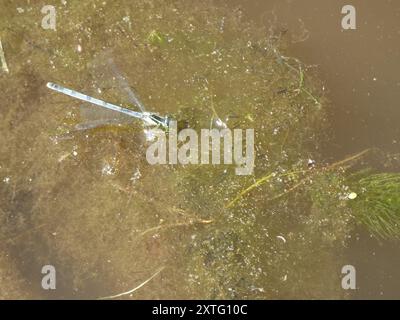 Insecta Eastern Forktail (Ischnura verticalis) Banque D'Images