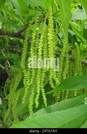 Hickory bitternut (Carya cordiformis) Plantae Banque D'Images