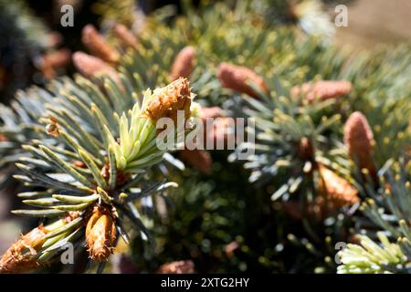 Épinette bleue ou Picea pungens connue sous le nom d'épinette verte Colorado ou épinette bleue Colorado épinette Prickly les jeunes branches de l'épinette germent de conifères à feuilles persistantes Banque D'Images