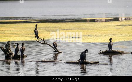 Baldeneysee, Ruhrstausee, Kormorane, sitzen am Ufer auf Ästen, die im Wasser treiben, Essen, NRW, Deutschland, Baldeneysee *** Lac Baldeney, réservoir Ruhr, cormorans, assis sur des branches flottant dans l'eau, Essen, NRW, Allemagne, Lac Baldeney Banque D'Images