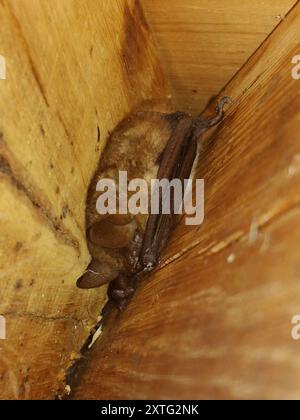 Mammalia de la chauve-souris de Geoffroy (Myotis emarginatus) Banque D'Images