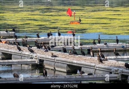 Baldeneysee, Ruhrstausee, Kormorane und andere Vögel, sitzen auf einem Bootssteg, Essen, NRW, Deutschland, Baldeneysee *** Lac Baldeney, réservoir Ruhr, cormorans et autres oiseaux, assis sur une jetée, Essen, NRW, Allemagne, Lac Baldeney Banque D'Images