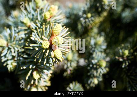 Épinette bleue ou Picea pungens connue sous le nom d'épinette verte Colorado ou épinette bleue Colorado épinette Prickly les jeunes branches de l'épinette germent de conifères à feuilles persistantes Banque D'Images