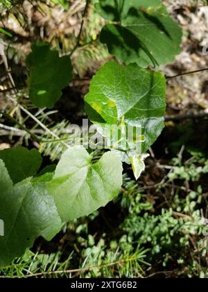 Raisin sauvage de Californie (Vitis californica) Plantae Banque D'Images