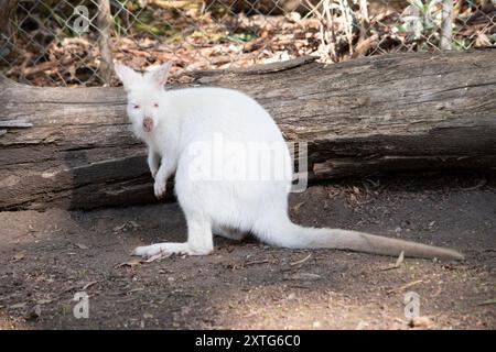 Le wallaby albinos est tout blanc avec un nez et des oreilles roses Banque D'Images