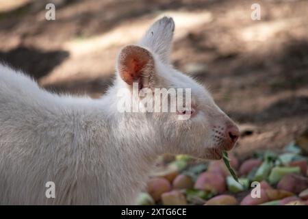 Le wallaby albinos est tout blanc avec un nez et des oreilles roses Banque D'Images