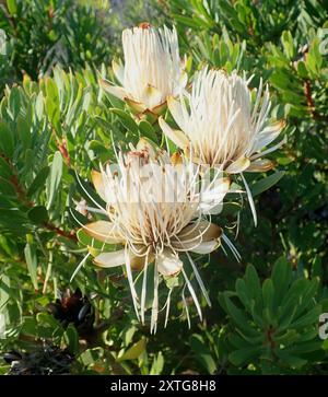 Lanceleaf Sugarbush (Protea lanceolata) Plantae Banque D'Images