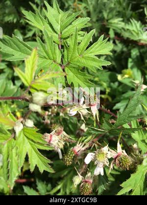 Mûrier à feuilles coupées (Rubus laciniatus) Plantae Banque D'Images