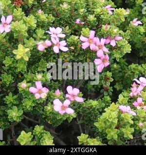 Porcelaine calcaire (Acmadenia heterophylla) Plantae Banque D'Images