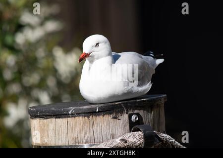 Les mouettes sont connues pour leurs plumes blanches et grises, leur bec fort et leurs pieds palmés. Banque D'Images