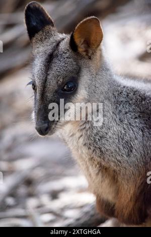 Le rocher wallaby à queue brisée méridionale a une longue queue sombre caractéristique qui est plus ardue vers la pointe. Les wallabies des rochers à queue de brosse ont un blanc Banque D'Images