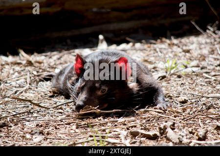 le diable tasmanie est un marsupial noir Banque D'Images