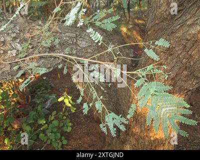 Hochet pleureur (Peltophorum africanum) Plantae Banque D'Images